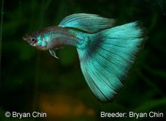 Guppy Green Endler