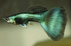 Guppy Green Endler