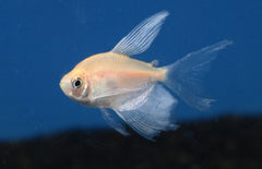 Longfin White Skirt Tetra