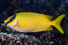 Masked Rabbitfish - Medium