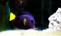 Purple Tang - Small