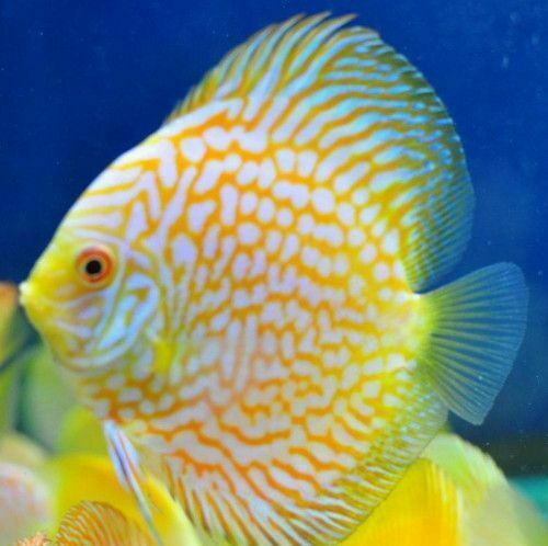 Pigeon Gold Discus