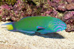 Lunare Wrasse Indonesia - Medium
