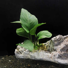 Anubias Hastifolia Potted