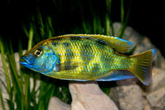 Halochromis Venustus