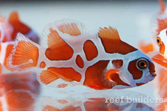 Cinnamon Clownfish Tank Raised - Medium