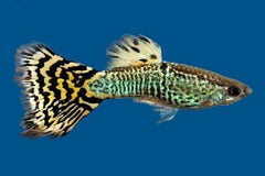 Guppy - Elephant Ear Cobra