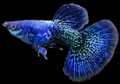 Guppy - Elephant Ear Dragon