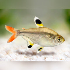X-Ray Tetra