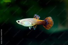 Guppy Female Pink Thuxido