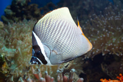 White Diamond Discus
