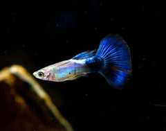 Guppy - Haritha Black Cheek Cobra