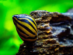 Nubby Piano Snail