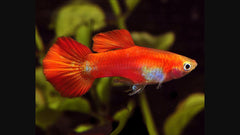 Guppy Coral Tail