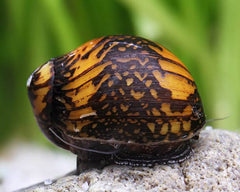 Batik Nerite Snail