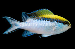 Scissortail Chromis - Medium