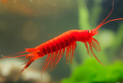 Bloody Mary Shrimp Dwarf Varitey