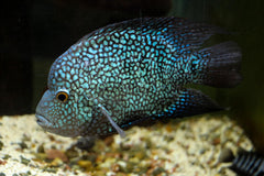 Electric Blue Jack Dempsey Cichlid