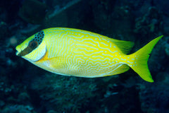 Masked Rabbitfish - Medium