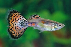 Guppy Female Pineapple Cobra