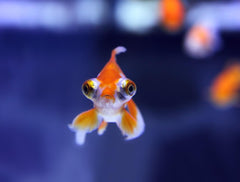 Red Telescope Goldfish