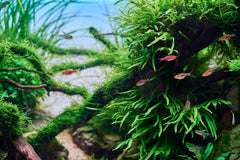 Rotala Rotundifolia