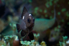 Black Balloon Molly