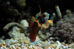 Turquoise Discus