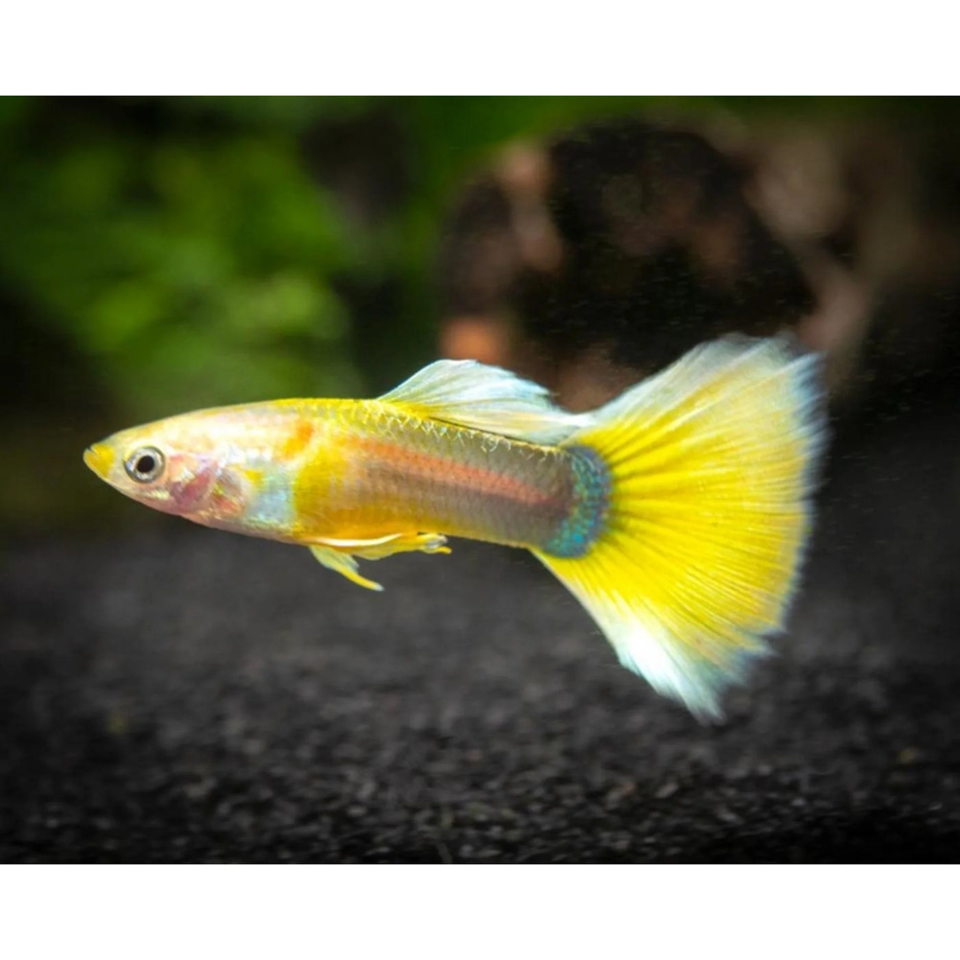 Guppy Female Golden Head