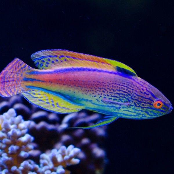Eight Line Fairy Wrasse Red Sea - Medium