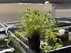 Dwarf Four Leaf Clover Potted