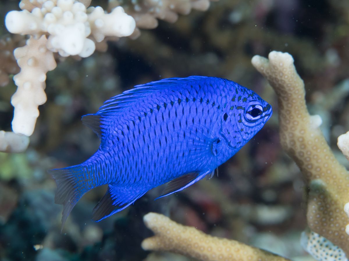 Blue Fin Damsel