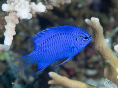 Blue Fin Damsel