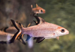 Bala Shark