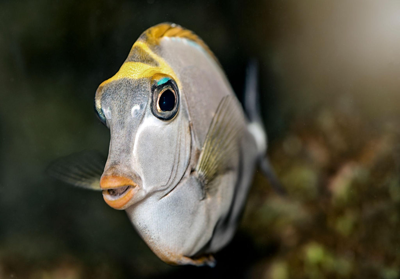 Unicorn Tang Juvenile - Medium/Large