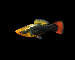 Redtail Black Highfin Variatus