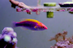 Lubbock's Fairy Wrasse Female - Medium