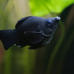 Black Balloon Molly