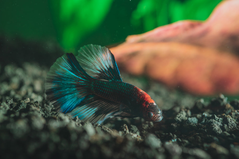 Turquoise Discus