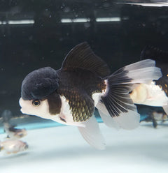 Panda Oranda