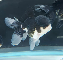 Panda Oranda