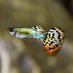 Guppy Female Leopard
