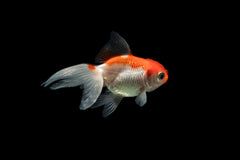 Pearlscale Goldfish