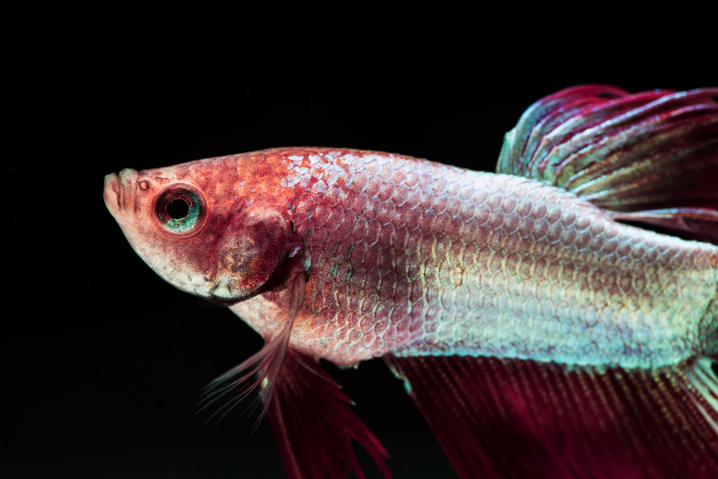 Platinum Redtail Guppy Male