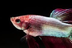 Platinum Redtail Guppy Male