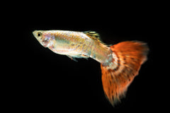 Platinum Redtail Guppy Male