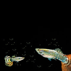 Champagne Jam Guppy Male