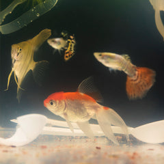 Assorted Oranda Goldfish