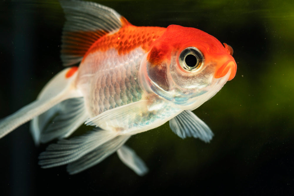 Assorted Oranda Goldfish