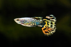 Indian Hifin Barb